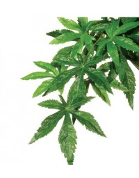Roślina sztuczna – Silk Abuliton, L