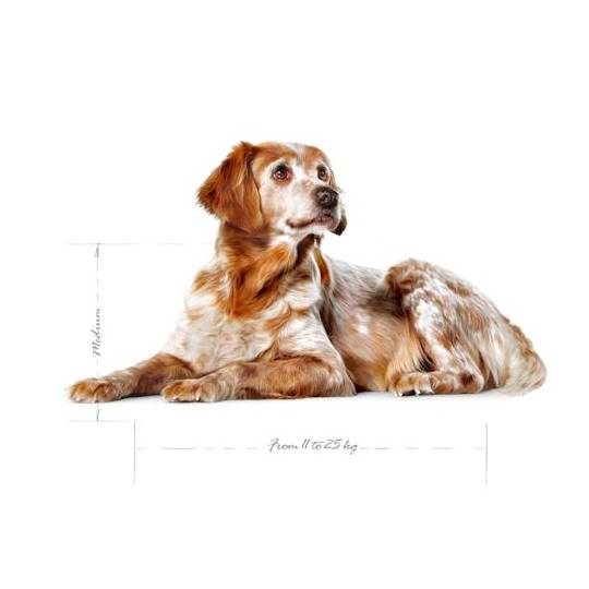 Royal Canin Medium Ageing 10+ karma sucha dla psów starszych, ras średnich 15kg