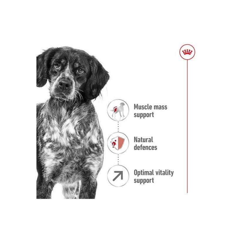 Royal Canin Medium Adult 7+ karma sucha dla psów dorosłych, ras średnich 15kg