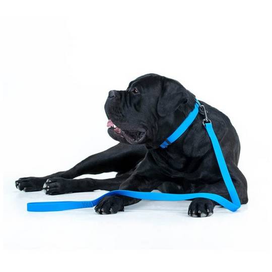 Collar Waterproof Smycz wodoodporna L-XXL 25mm/183cm niebieska