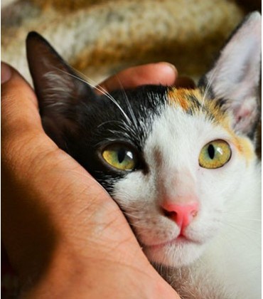 Produkty dla chorych zwierząt - swiat-pupila.pl