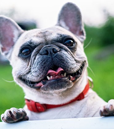 Sklep z produktami dla psów - swiat-pupila.pl