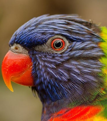 Produkty i Artykuły dla Ptaków | Dobre Ceny