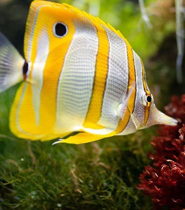 Produkty dla rybek | Akwarystyka 