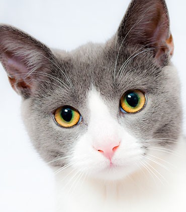 Sklep z produktami dla kotów - swiat-pupila.pl