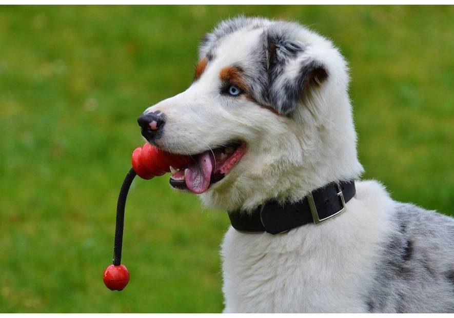 Zabawy dla psa: Stymulacja umysłowa i fizyczna – jak dbać o rozwój pupila?