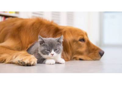 Jak oswoić psa lub kota ze schroniska?