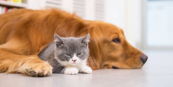 Jak oswoić psa lub kota ze schroniska?