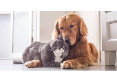 Żyją jak pies z kotem - co zrobić, by zwierzęta się zaprzyjaźniły?