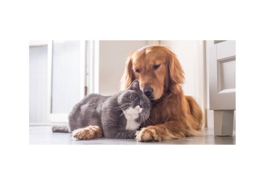 Żyją jak pies z kotem - co zrobić, by zwierzęta się zaprzyjaźniły?