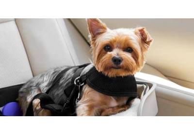 Jak nauczyć psa podróżować autem?