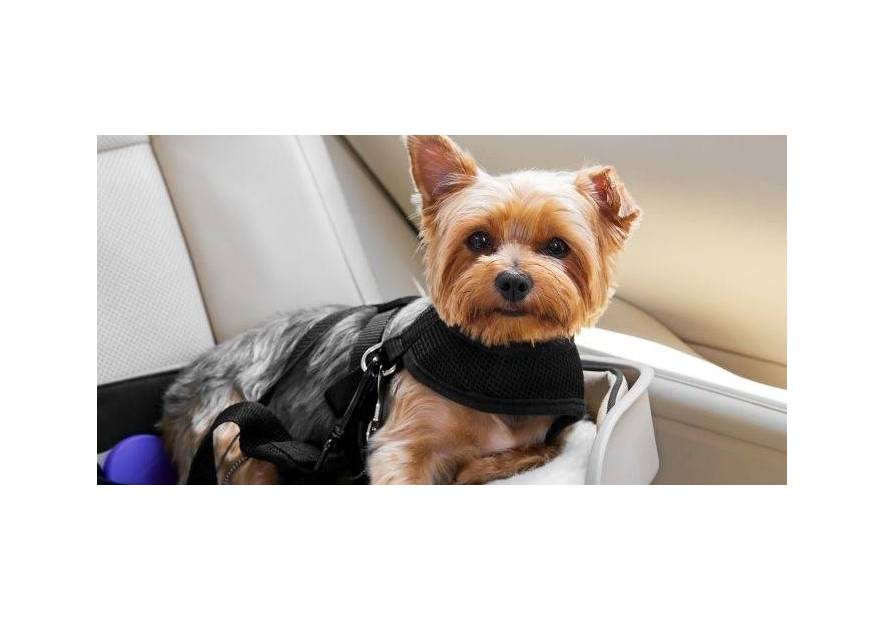 Jak nauczyć psa podróżować autem?