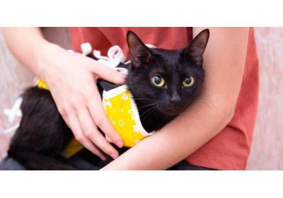 Jak dbać o zwierzęta po sterylizacji i kastracji?