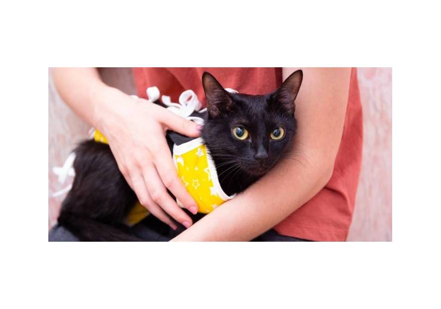 Jak dbać o zwierzęta po sterylizacji i kastracji?