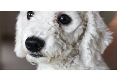 Najlepsze psy z włosami: top 10 ras dla Twojego domu