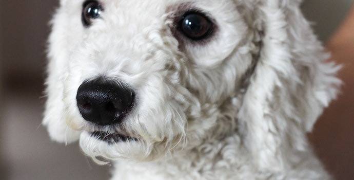 Najlepsze psy z włosami: top 10 ras dla Twojego domu image