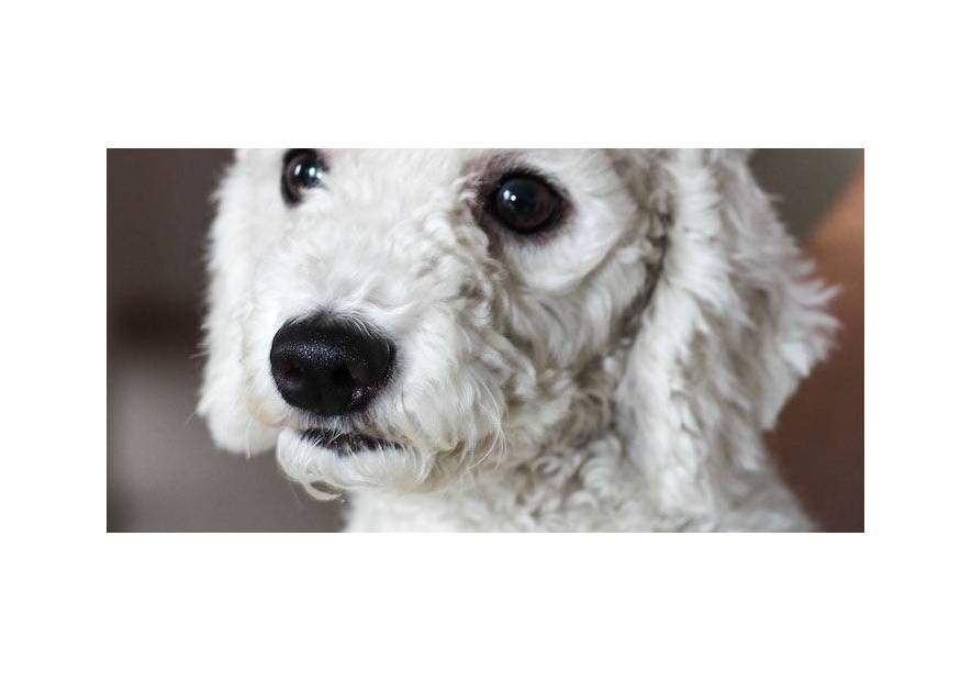 Najlepsze psy z włosami: top 10 ras dla Twojego domu