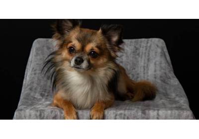 Małe psy do mieszkania: kompletny przewodnik dla nowych właścicieli