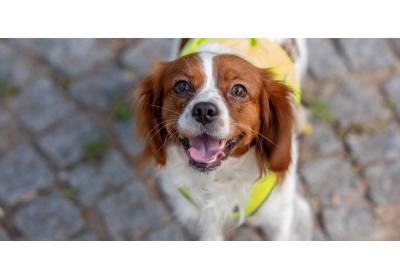 Pies w samolocie: jak bezpiecznie podróżować ze swoim zwierzakiem?