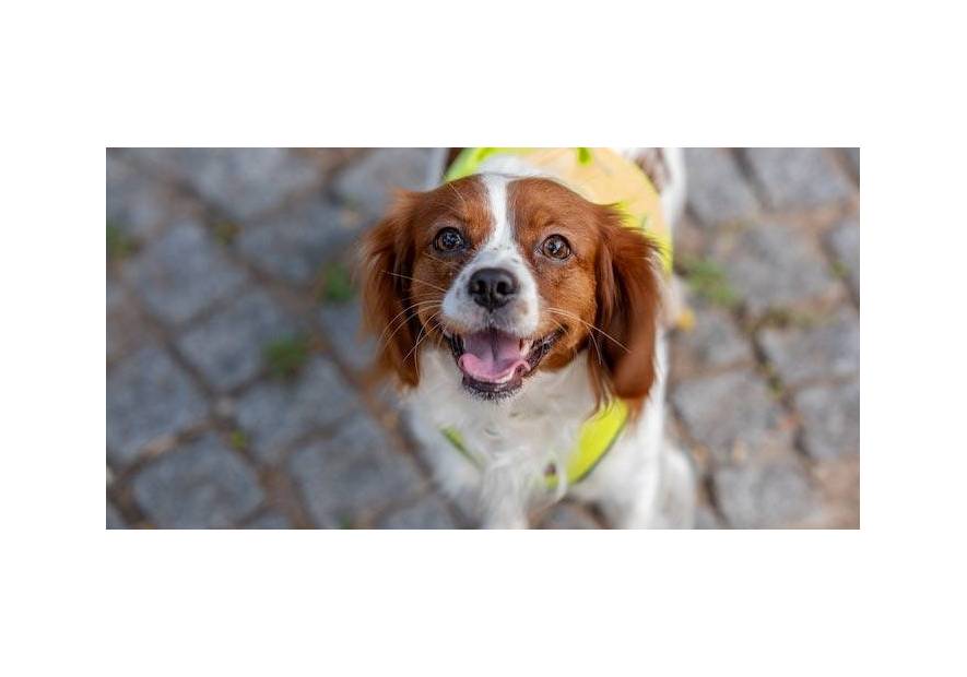 Pies w samolocie: jak bezpiecznie podróżować ze swoim zwierzakiem?