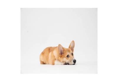 Jak oduczyć psa skakania?