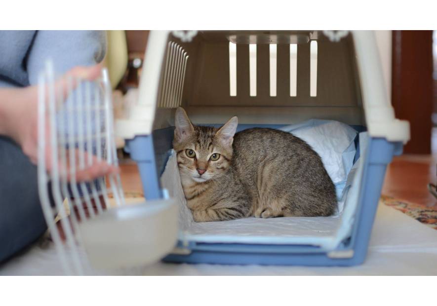 Bezpieczny transport pupila - podpowiadamy