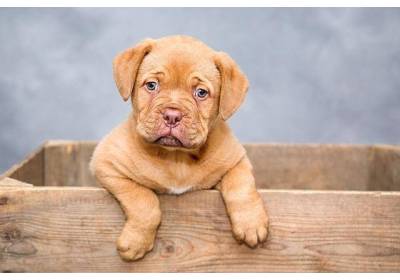 Kilka porad dla przyszłych właścicieli szczeniąt