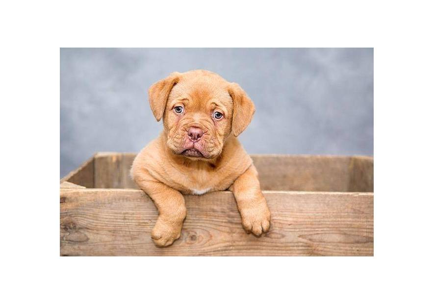 Kilka porad dla przyszłych właścicieli szczeniąt