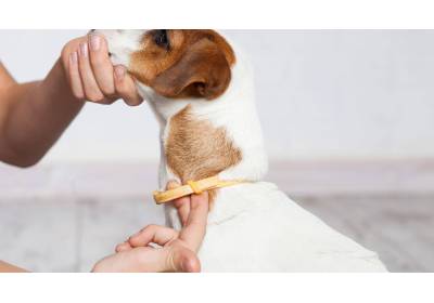 Ochrona psa przed kleszczami - dlaczego jest tak ważna?