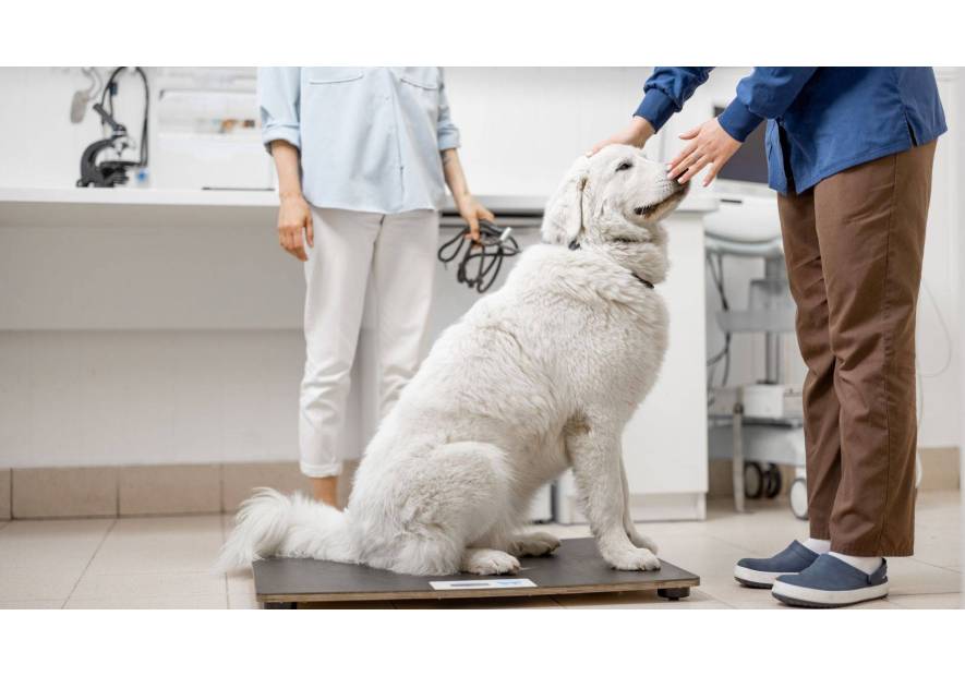 Nadwaga u psa – jak jej przeciwdziałać?