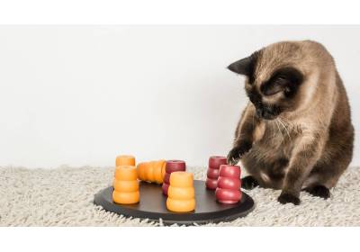 Jak rozwijać inteligencję u kota?