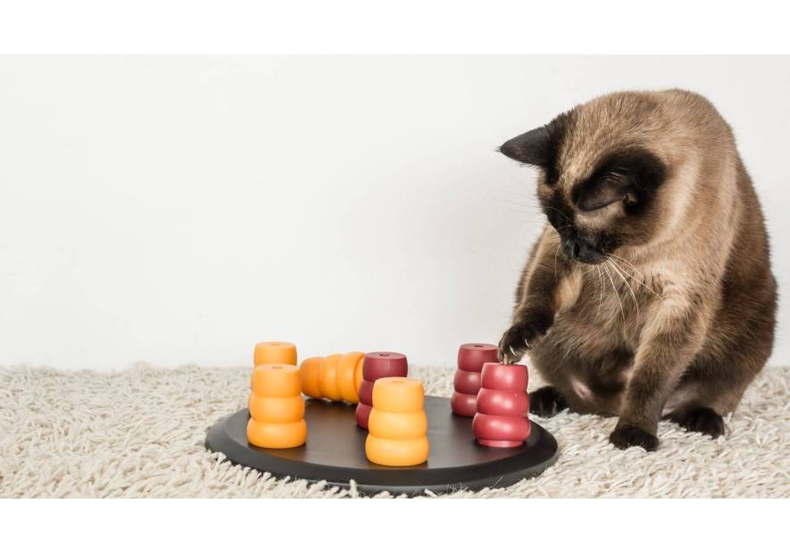 Jak rozwijać inteligencję u kota?