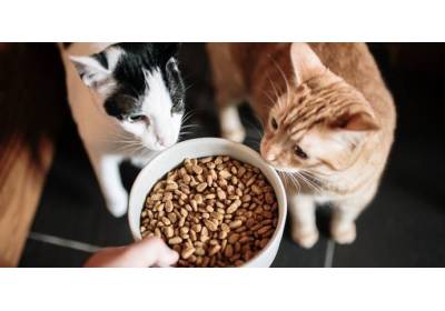 Jak przyzwyczaić kota do niskokalorycznej karmy?