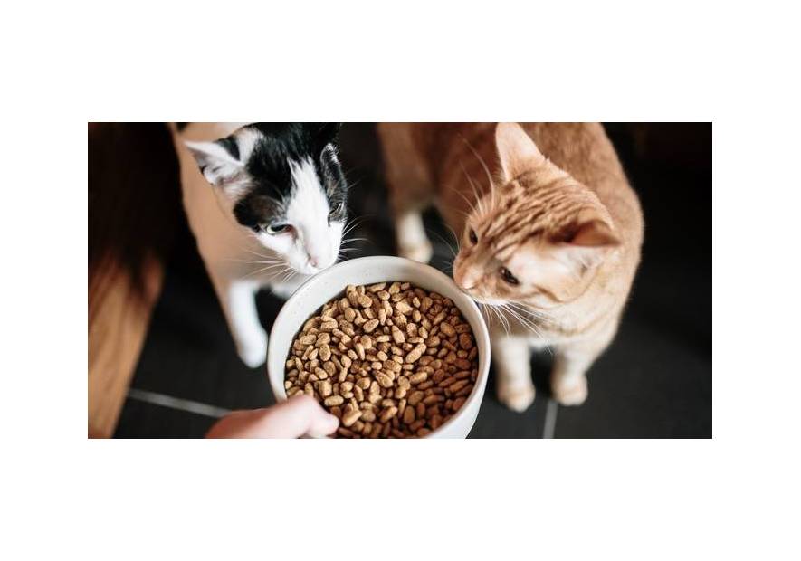 Jak przyzwyczaić kota do niskokalorycznej karmy?