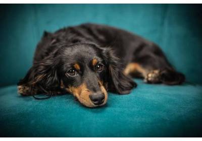 Cocker spaniel angielski w domu - co zakupić przed przybyciem pupila?