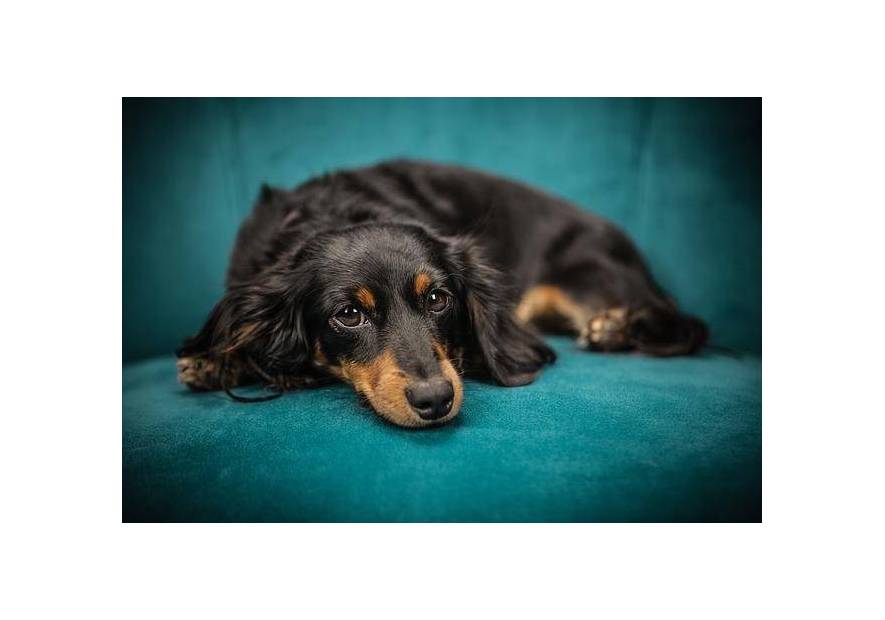 Cocker spaniel angielski w domu - co zakupić przed przybyciem pupila?