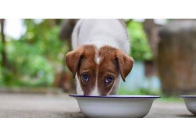 Mokra karma dla psa – co polecamy?