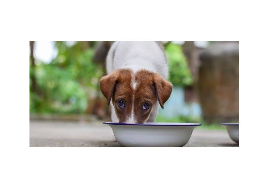 Mokra karma dla psa – co polecamy?