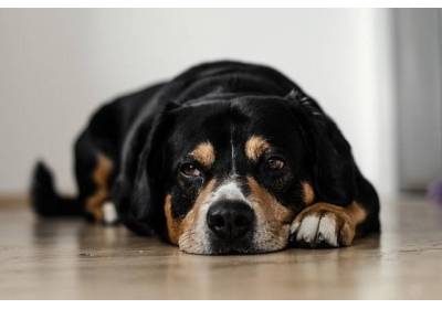 Pies z cukrzycą. Jaką karmę i jakie suplementy powinien spożywać?