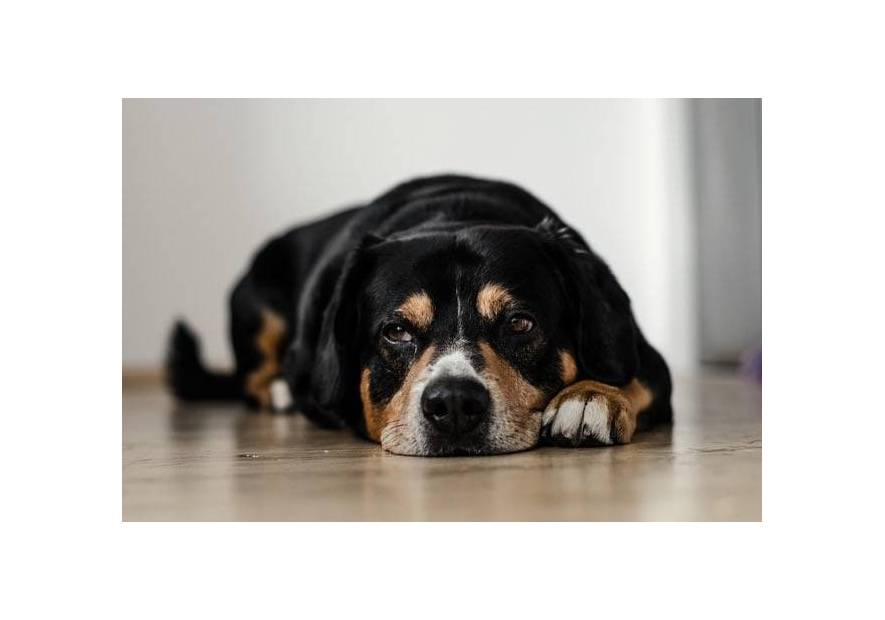 Pies z cukrzycą. Jaką karmę i jakie suplementy powinien spożywać?