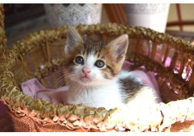 Jaką karmę wybrać dla kociaka?