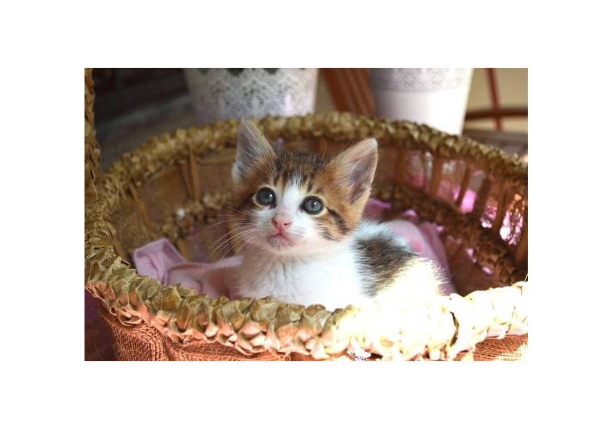 Jaką karmę wybrać dla kociaka?