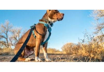 Szelki vs obroża - co wybrać dla psa?