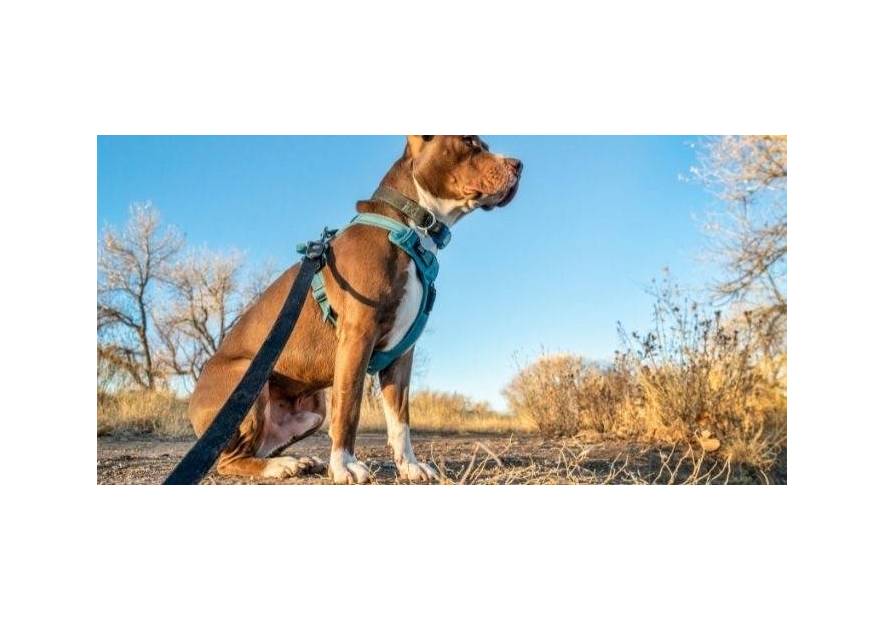 Szelki vs obroża - co wybrać dla psa?