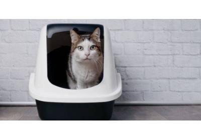 Kuweta dla kota - jaką wybrać?