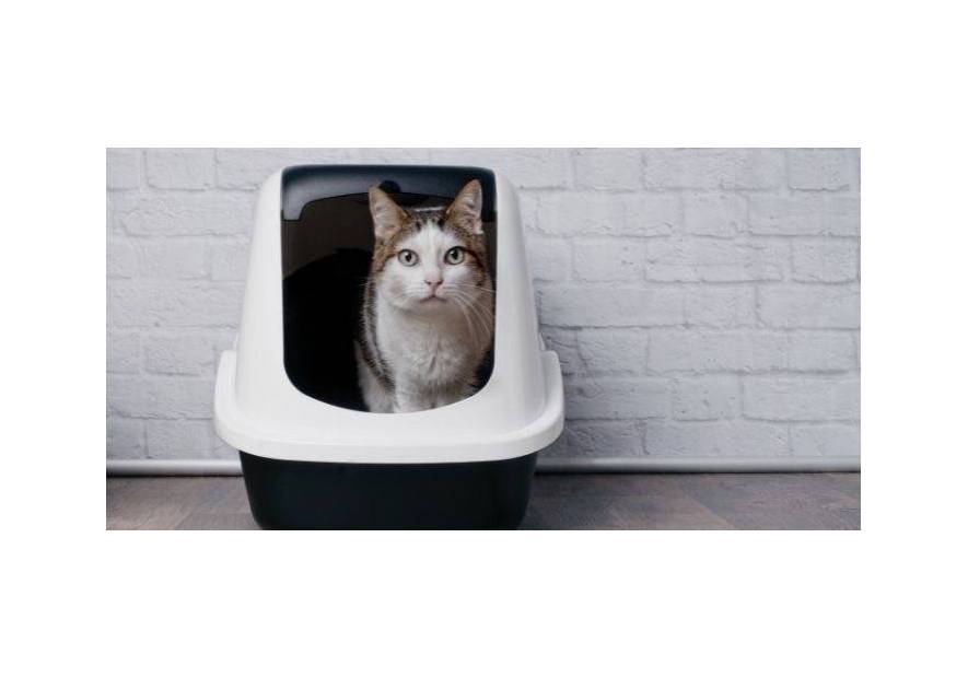 Kuweta dla kota - jaką wybrać?