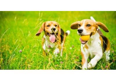 Psi wybieg – czy warto wybrać się z psem?