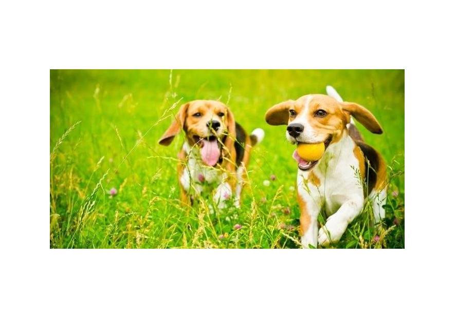 Psi wybieg – czy warto wybrać się z psem?