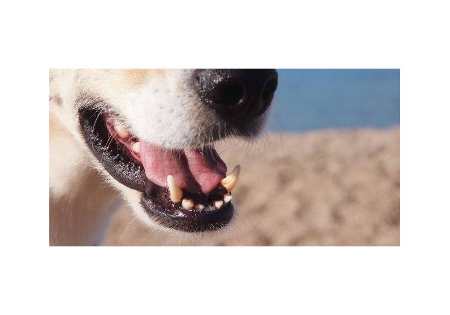 Higiena jamy ustnej pupila – jak o nią zadbać?