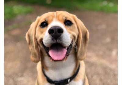 Alergia u psa – objawy i rola jedzenia